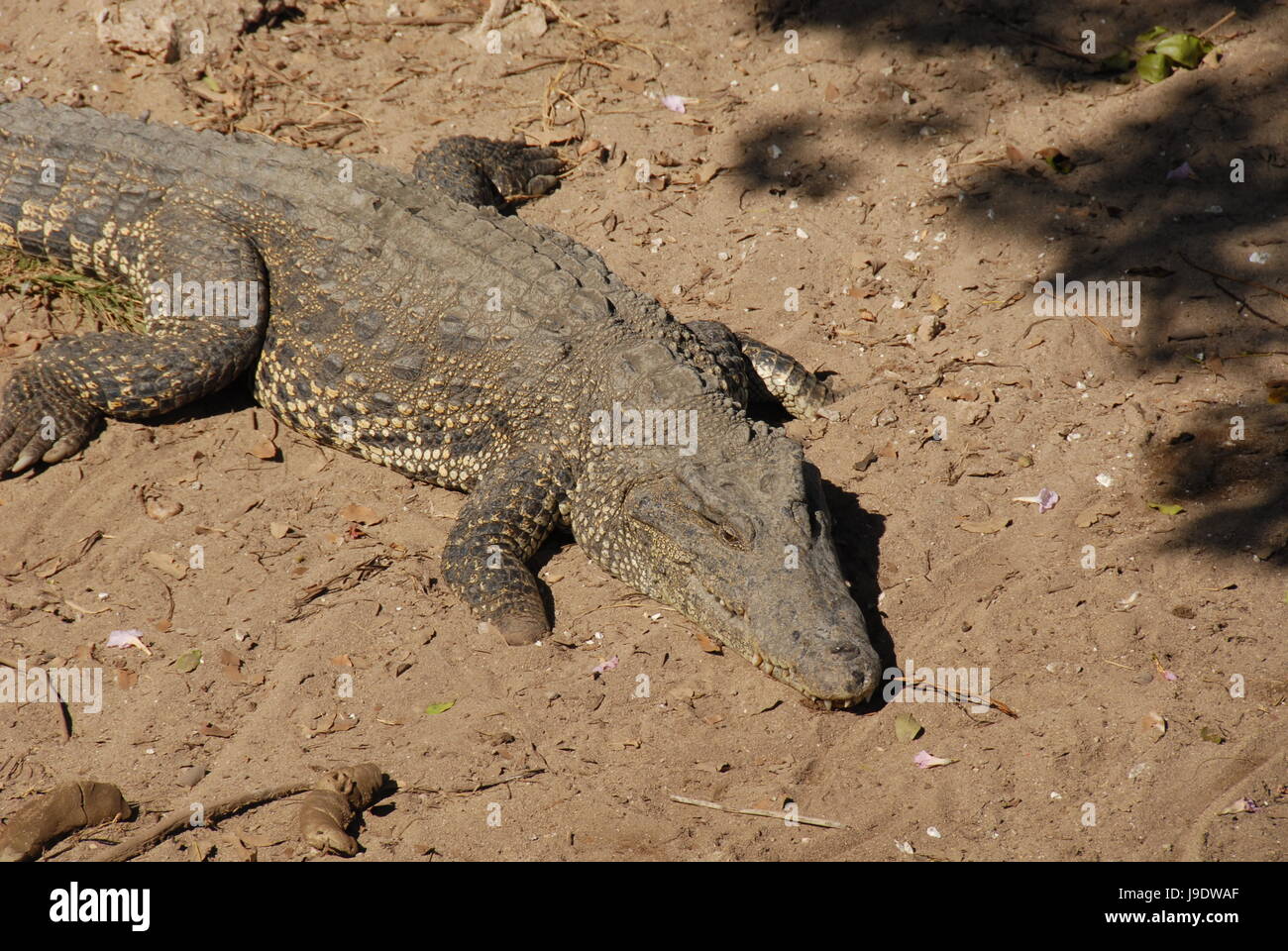 reptiles, crocodiles, salt water, water, fresh water, reptiles, muzzle