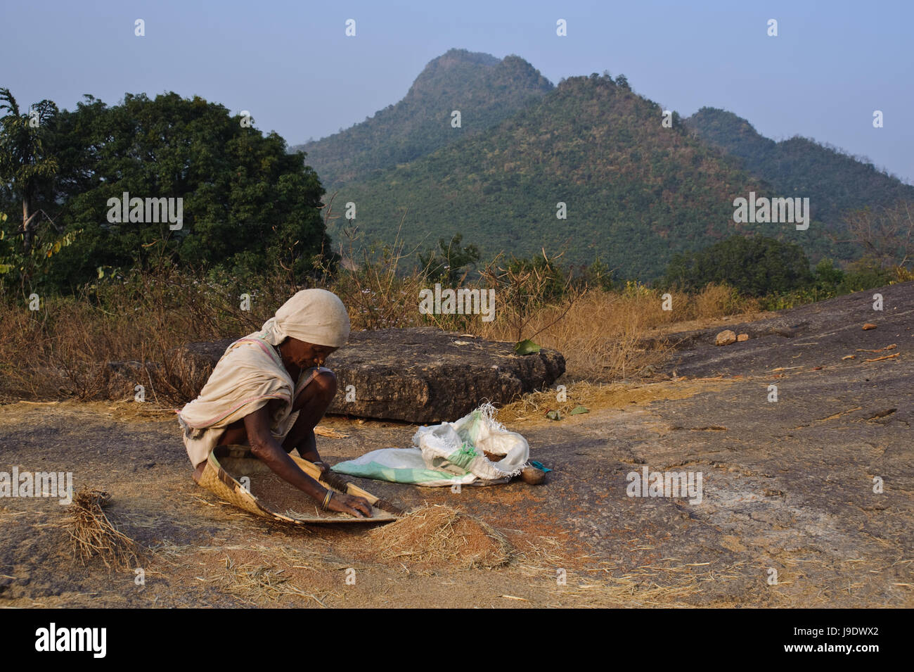 Woman selecting millet seeds ( India) She belongs to the Desia Kondh tribe. Stock Photo