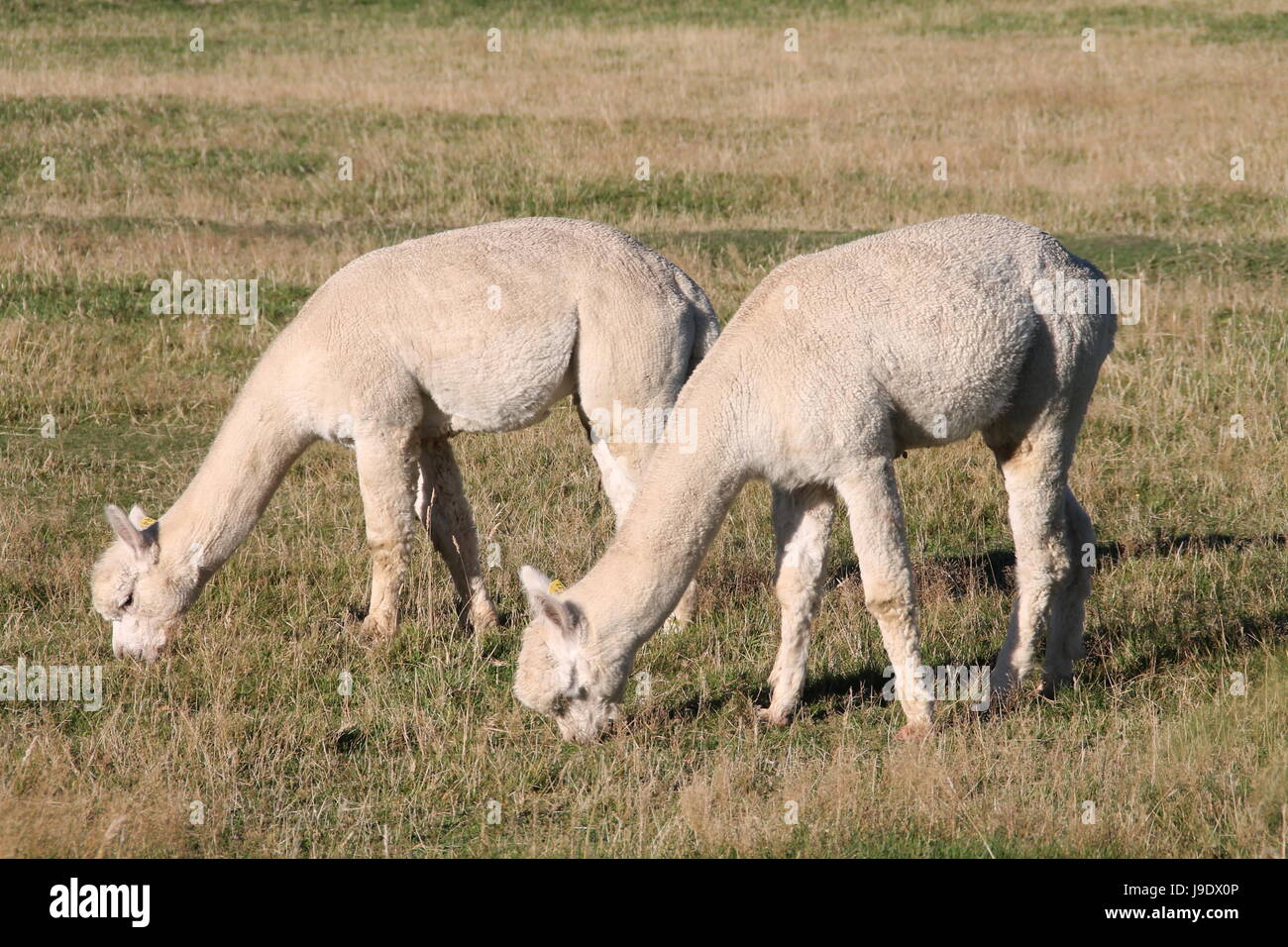 two alpacas Stock Photo