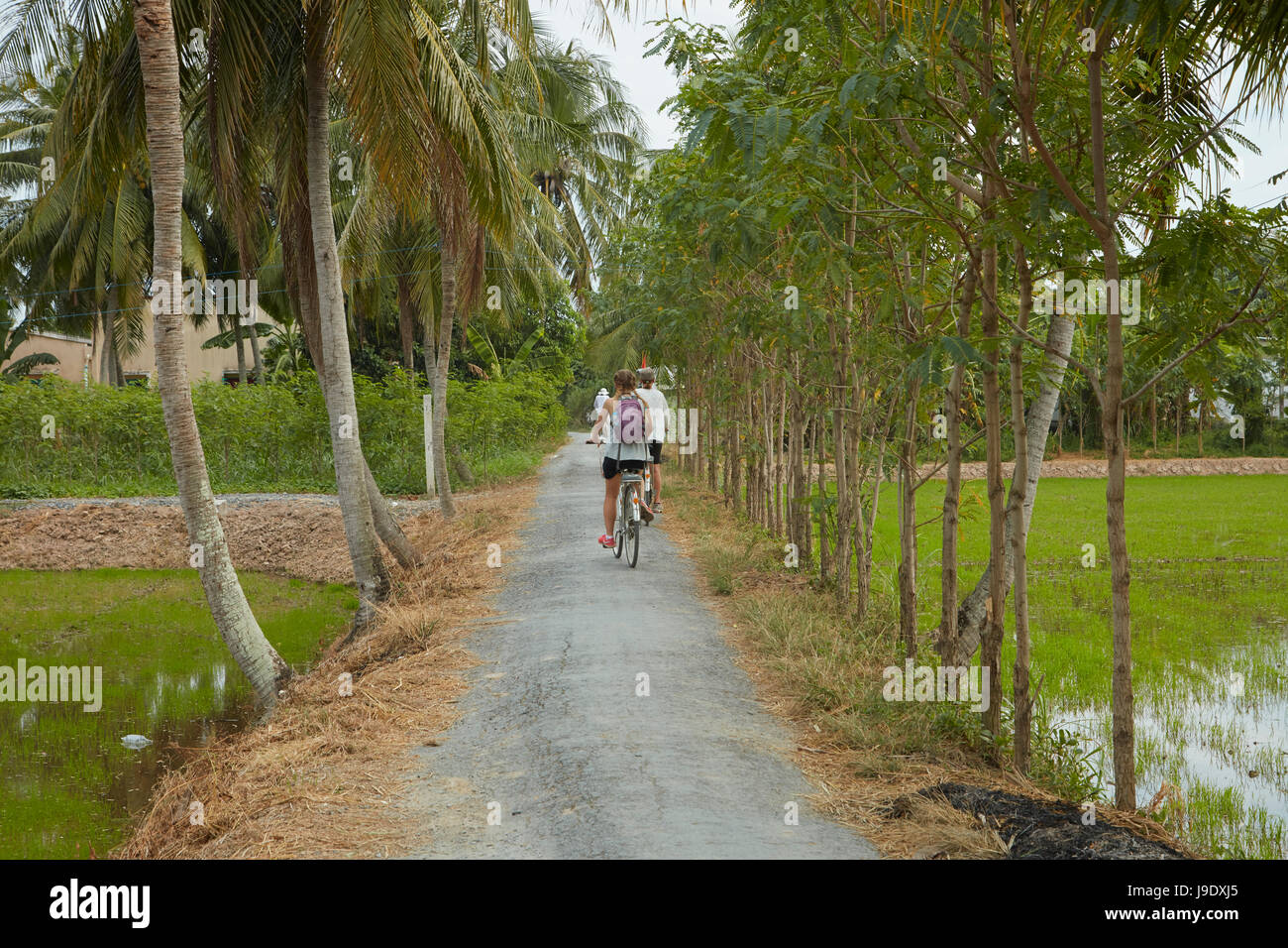 Tourists cycling across causeway between rice paddies near Tan Hoa, Tien Giang Province, Mekong Delta, Vietnam (MR) Stock Photo