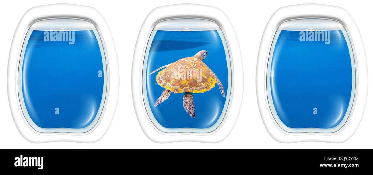 Sea Turtle Porthole windows Stock Photo