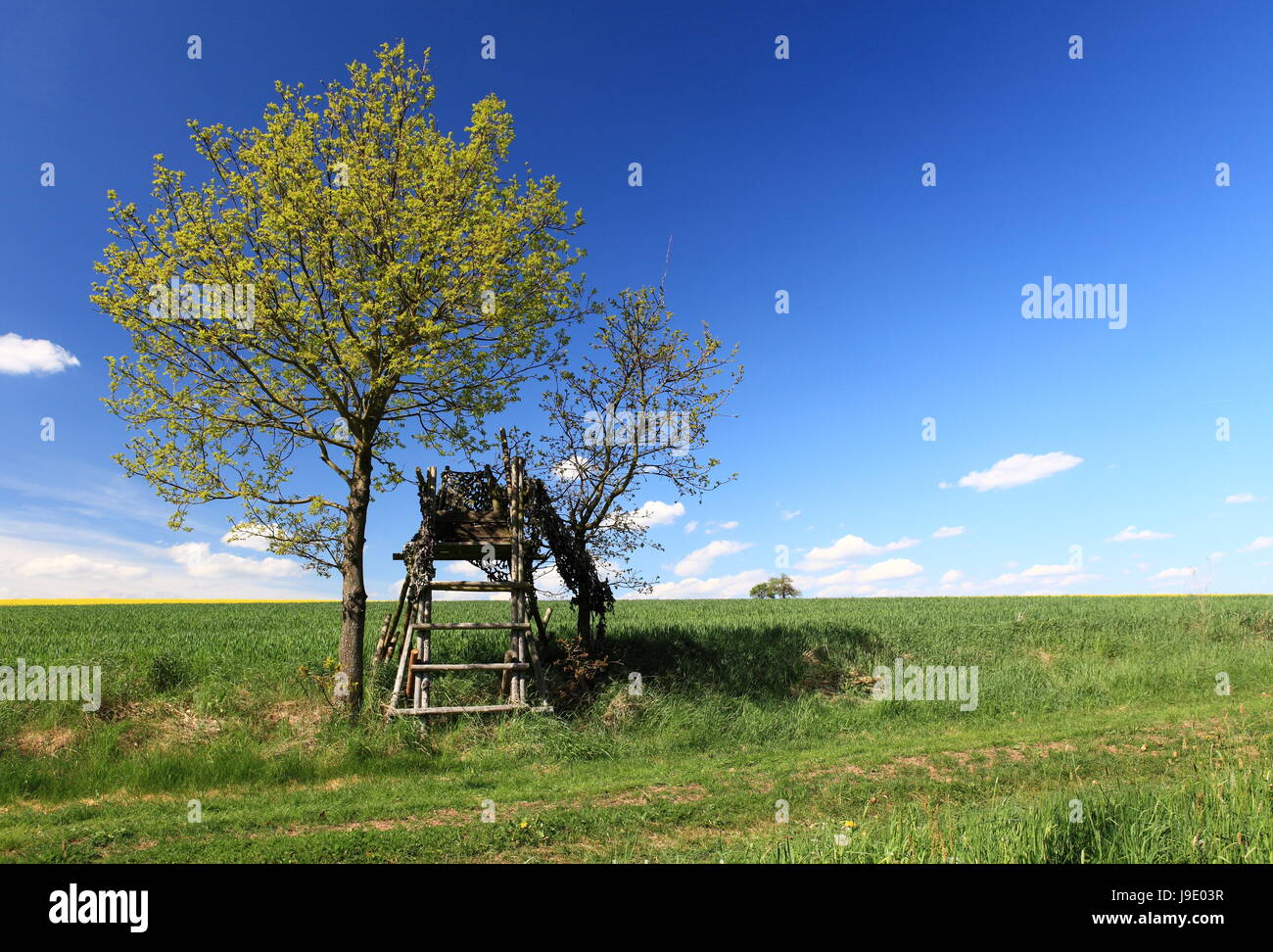 deerstand, scenery, countryside, nature, hunting, chase, forest, wait, waiting, Stock Photo