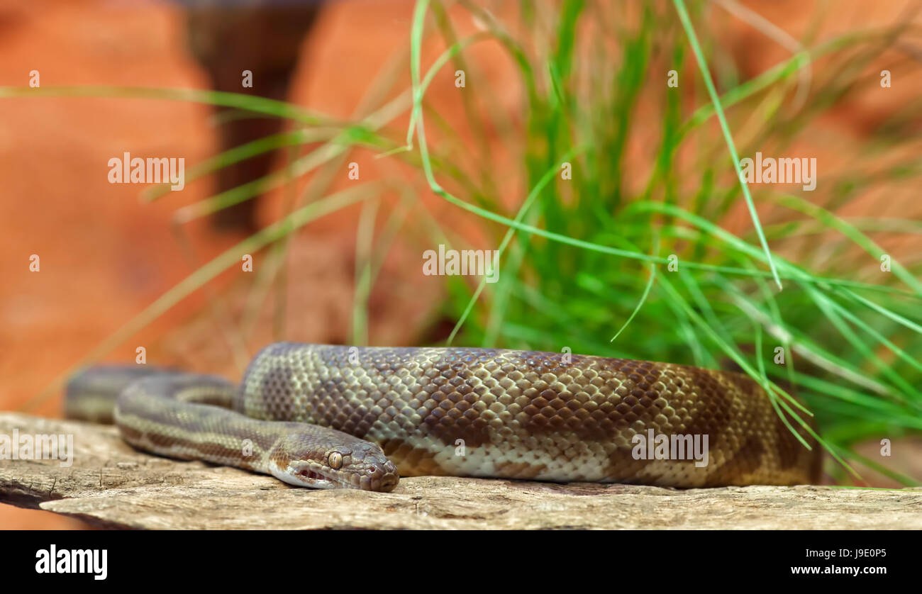 environment, enviroment, animal, reptile, wildlife, snake, python ...