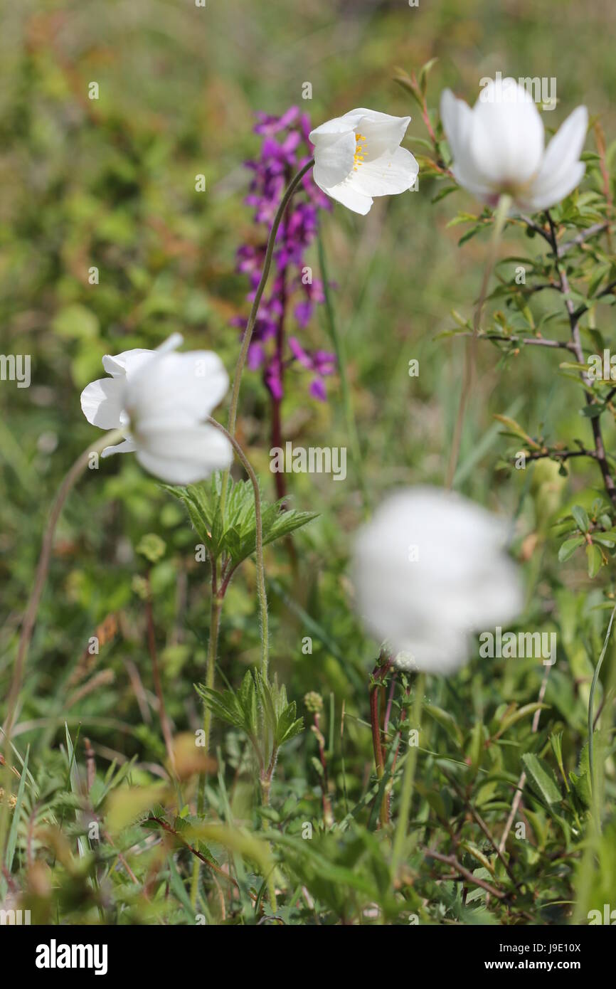 protected, sheltered, flower, plant, blank, european, caucasian, purple, Stock Photo