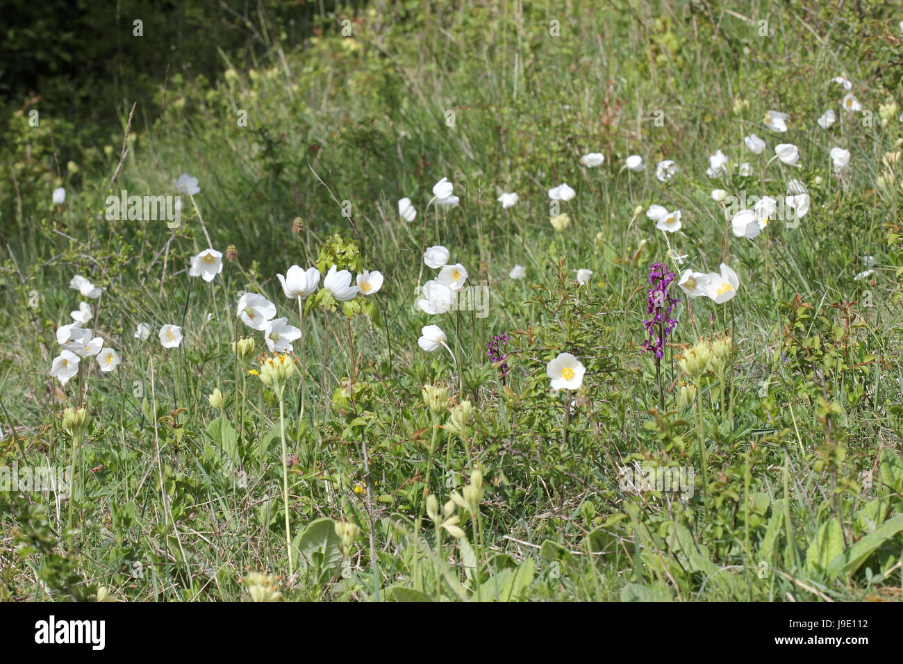 protected, sheltered, flower, plant, blank, european, caucasian, purple, Stock Photo