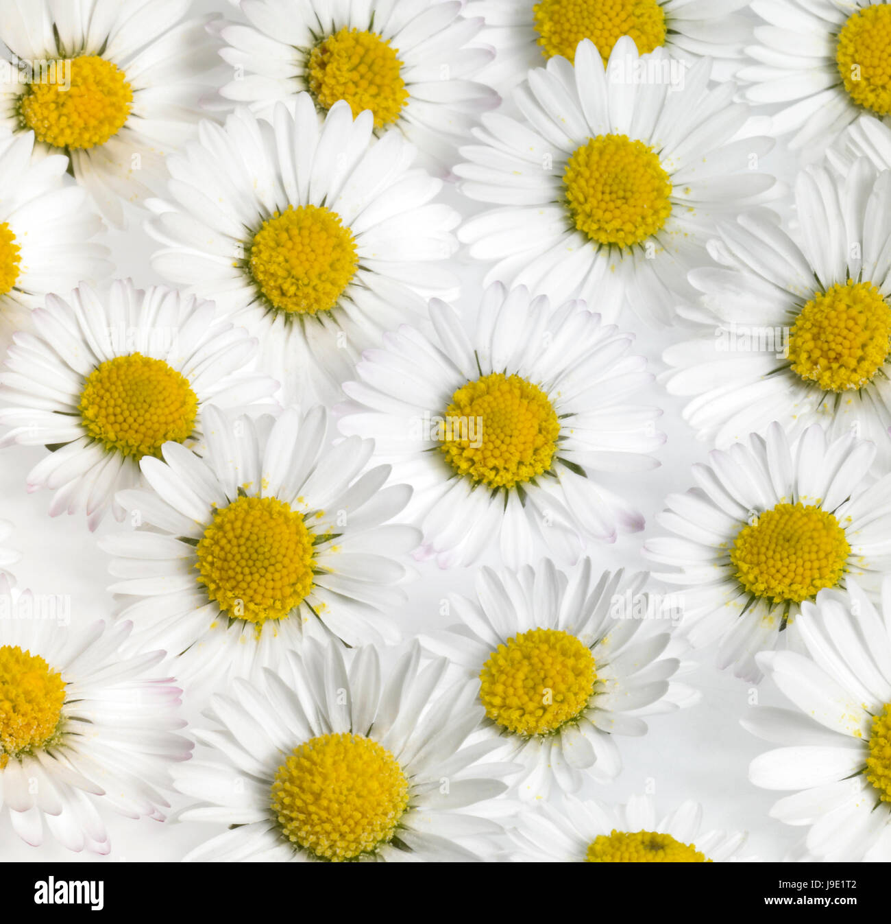floral daisy flower background Stock Photo
