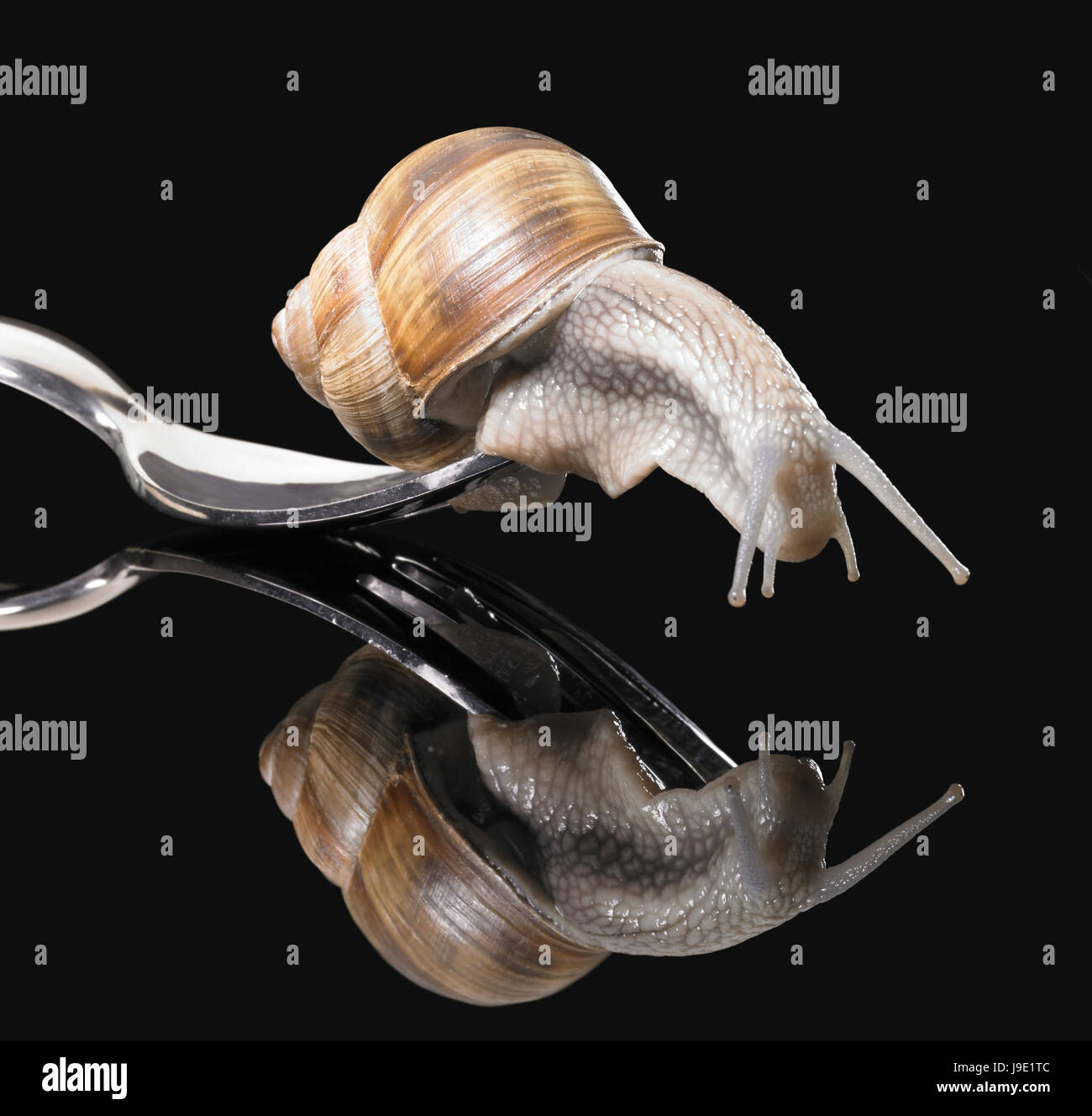 snail, edible snail, fork, gastropod, motion, postponement, moving, movement, Stock Photo