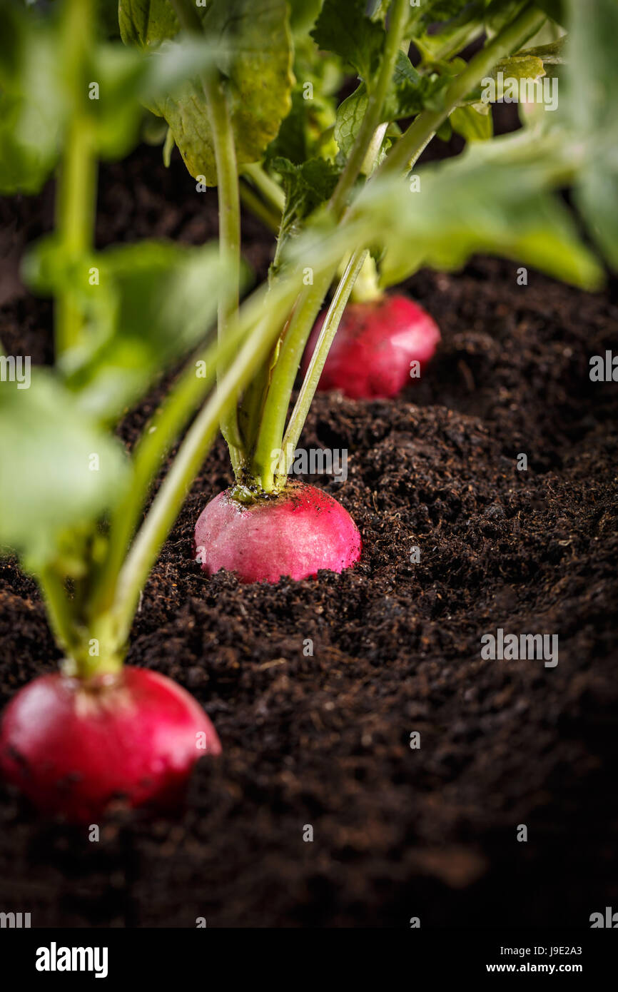 Growing radish plant in the garden Stock Photo Alamy