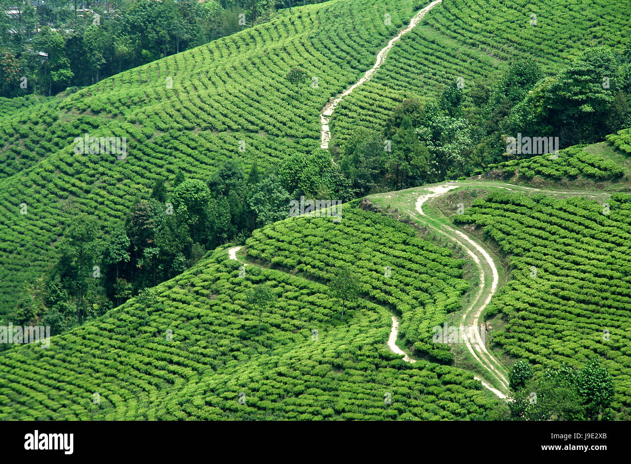 tree, trees, hill, agriculture, farming, horizontal, route, cultivation ...
