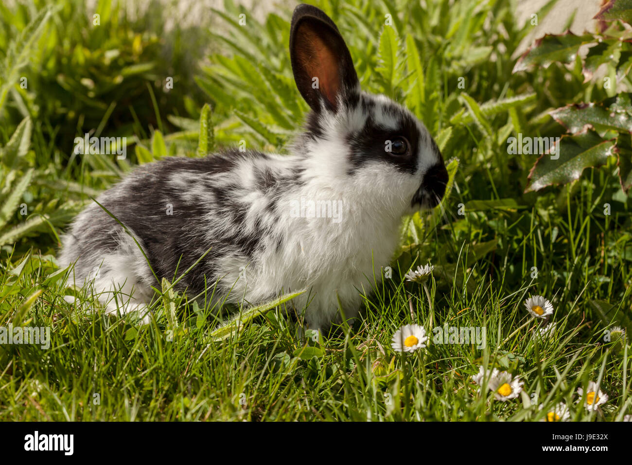 rabbit, hare, easter-bunny, farm animal, hares, roast hare, rabbits ...
