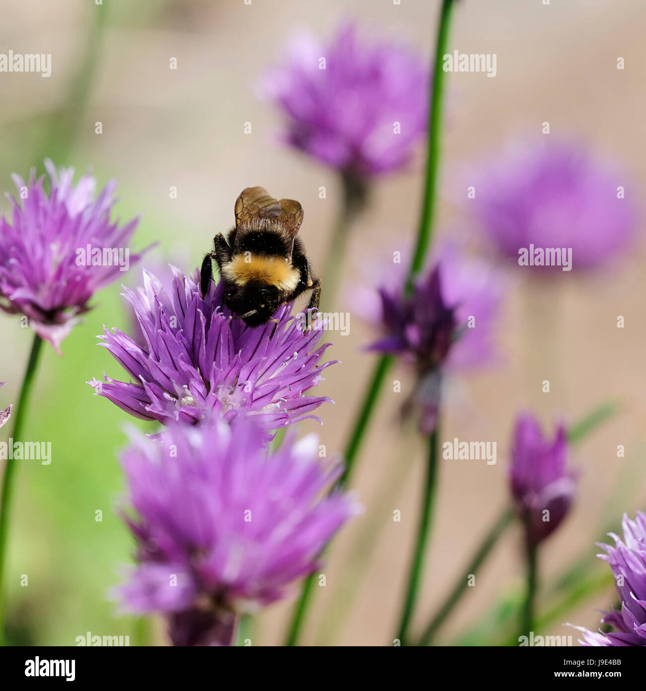 bees, leek, chives, chive, insect, bee, macro, close-up, macro admission, close Stock Photo