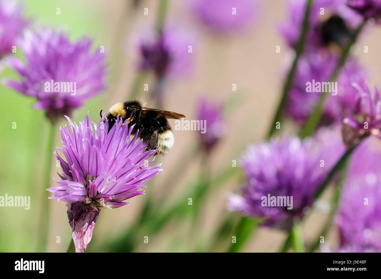 bees, leek, chives, chive, insect, bee, macro, close-up, macro ...