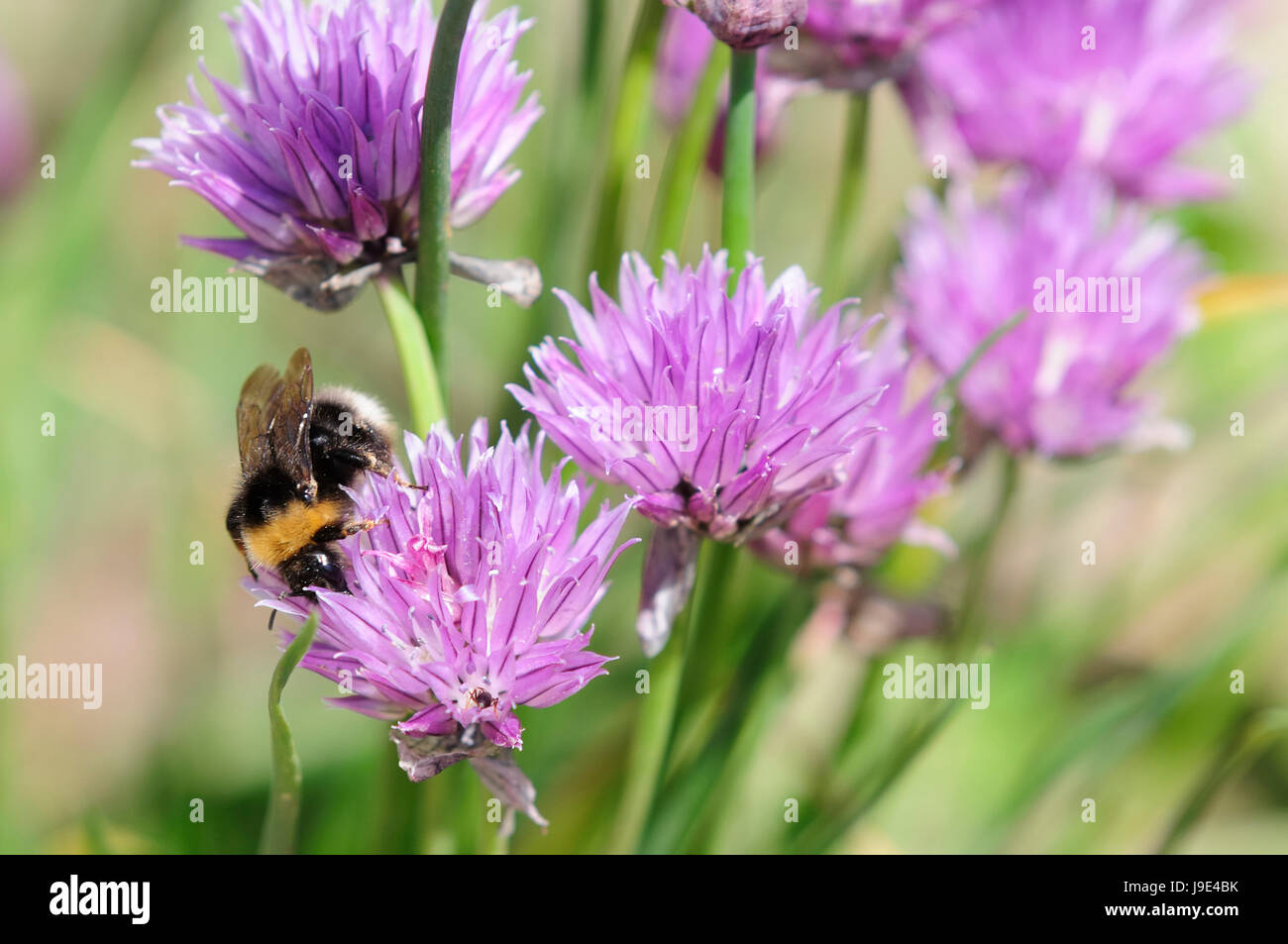 bees, leek, chives, chive, insect, bee, macro, close-up, macro admission, close Stock Photo
