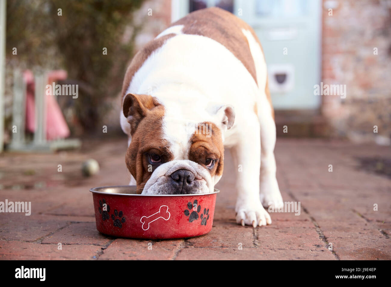 How Much Should An English Bulldog Puppy Eat