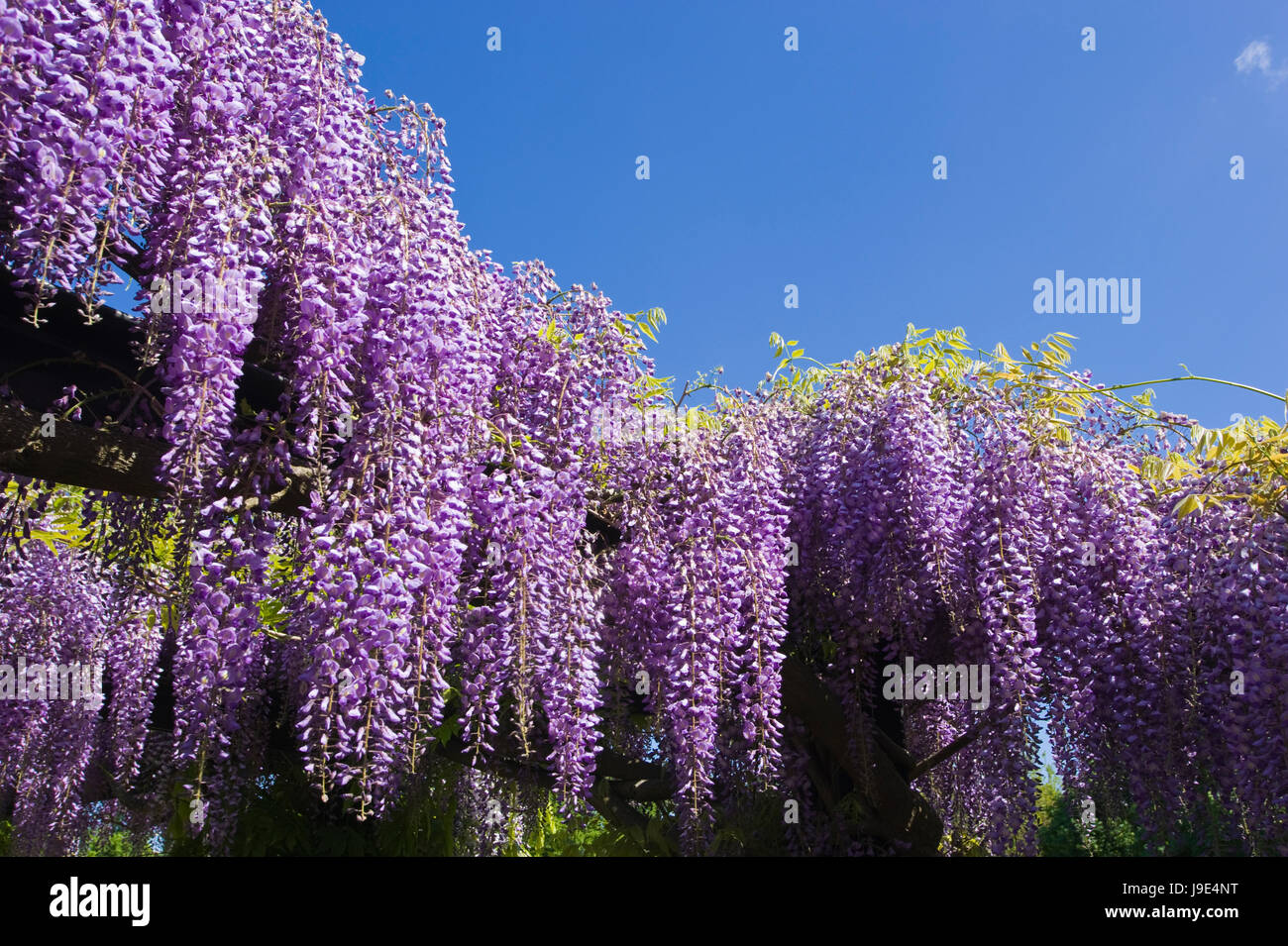 blue, park, garden, bloom, blossom, flourish, flourishing, romantic, baroque, Stock Photo