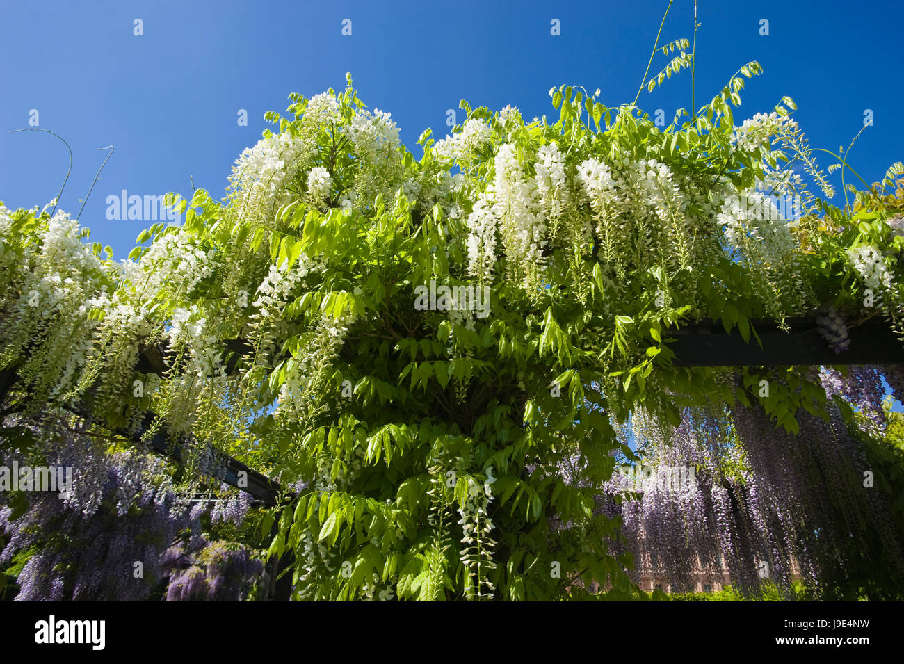 wisteria,wisteria sinensis Stock Photo