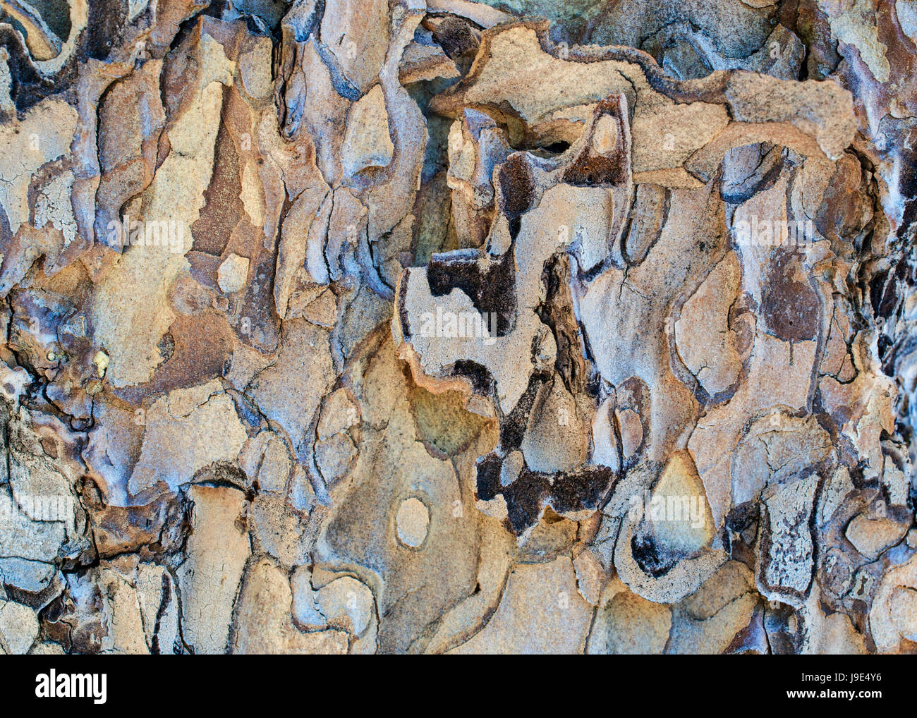 The bark of a pine tree, Pinus torreyana - texture or background Stock ...