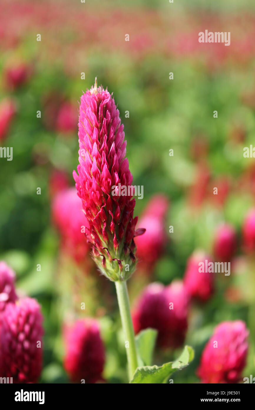 trifolium incarnatum (also blood clover and clover rose called) Stock Photo
