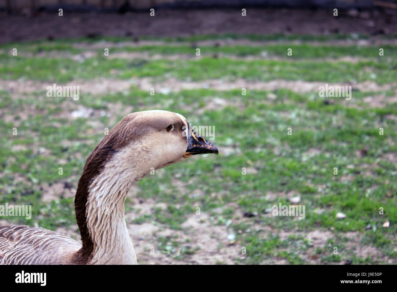 bird, birds, geese, goose, meadow, head, animal, pet, bird, brown, brownish, Stock Photo