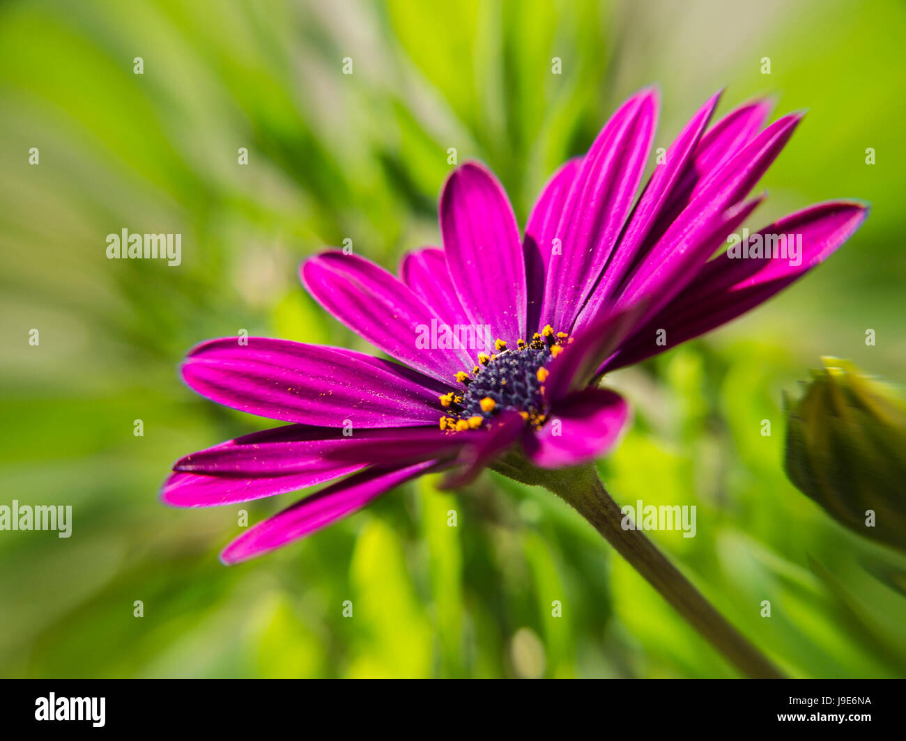 macro, close-up, macro admission, close up view, garden, flower, plant, bloom, Stock Photo