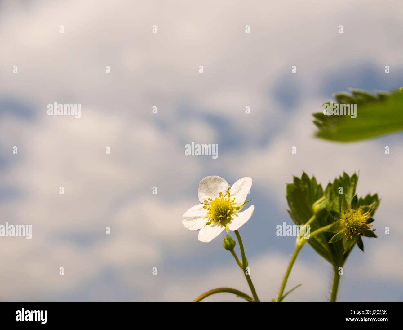 strawberry plant in full bloom 05 Stock Photo - Alamy