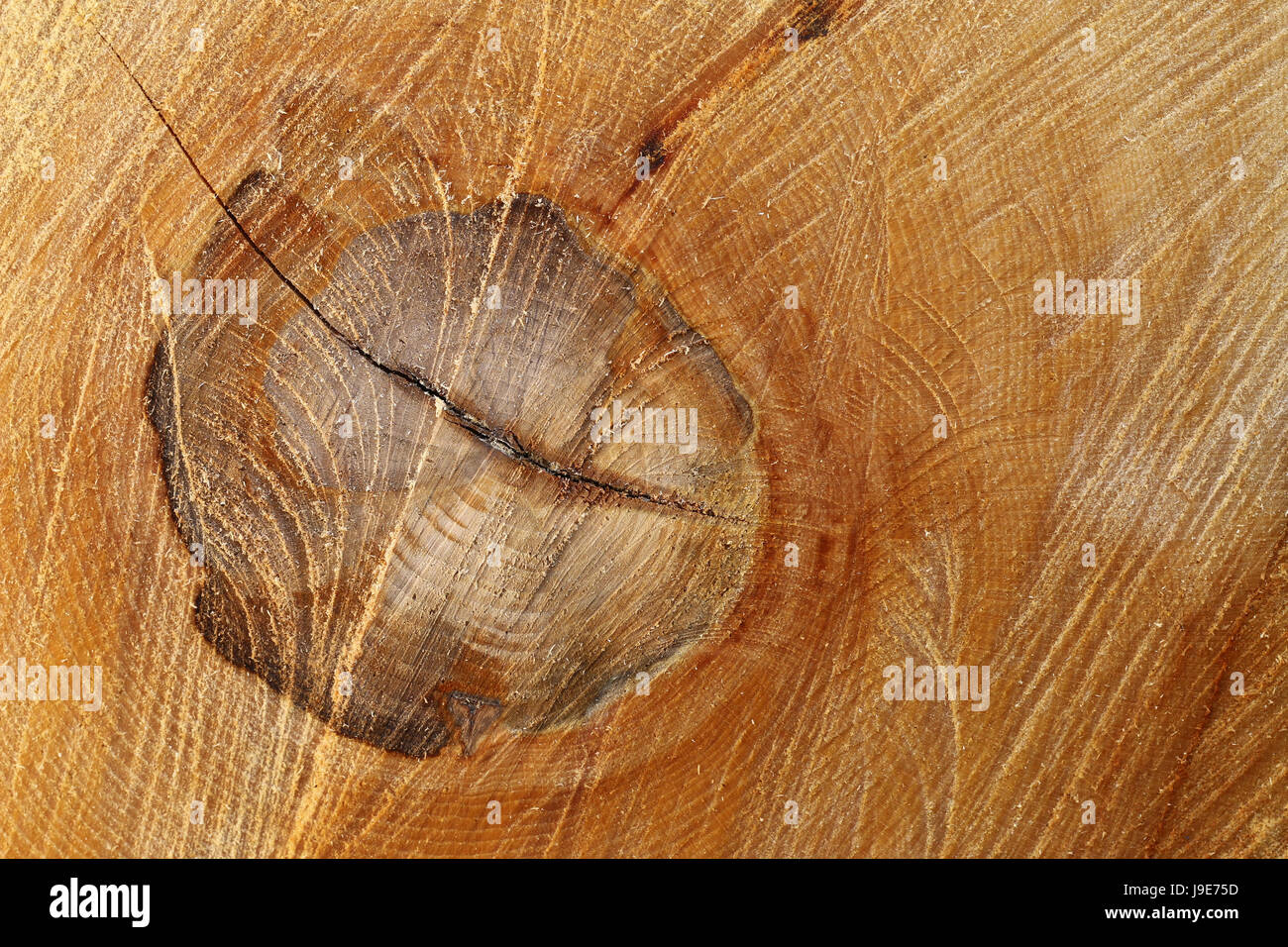 Detail of the wood texture with knot Stock Photo