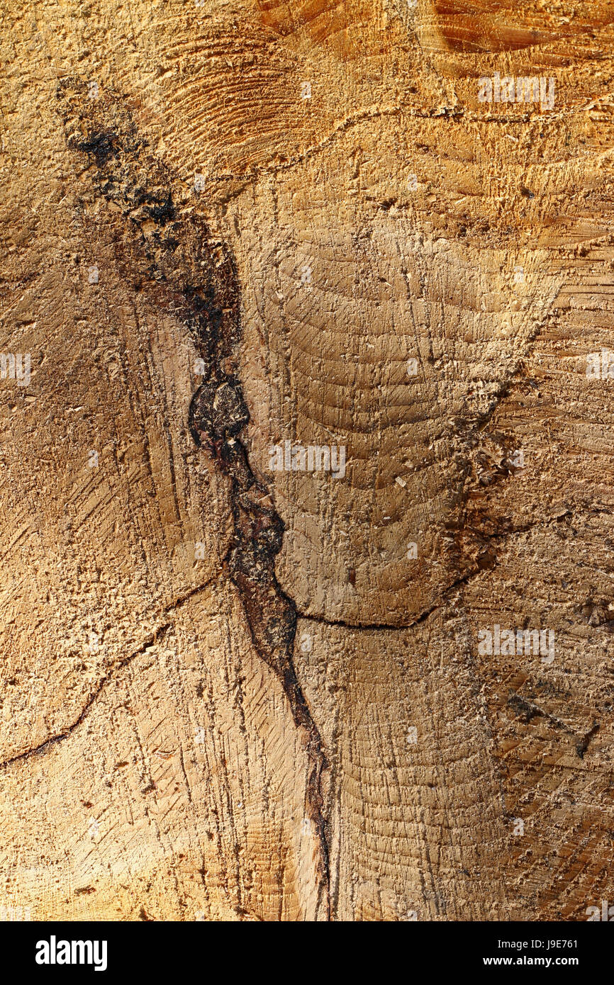 Detail of the wood texture with knot Stock Photo