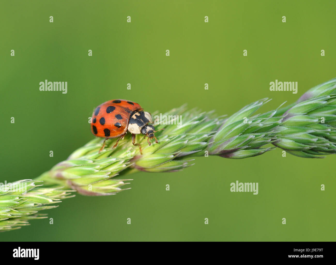 ladybird Stock Photo