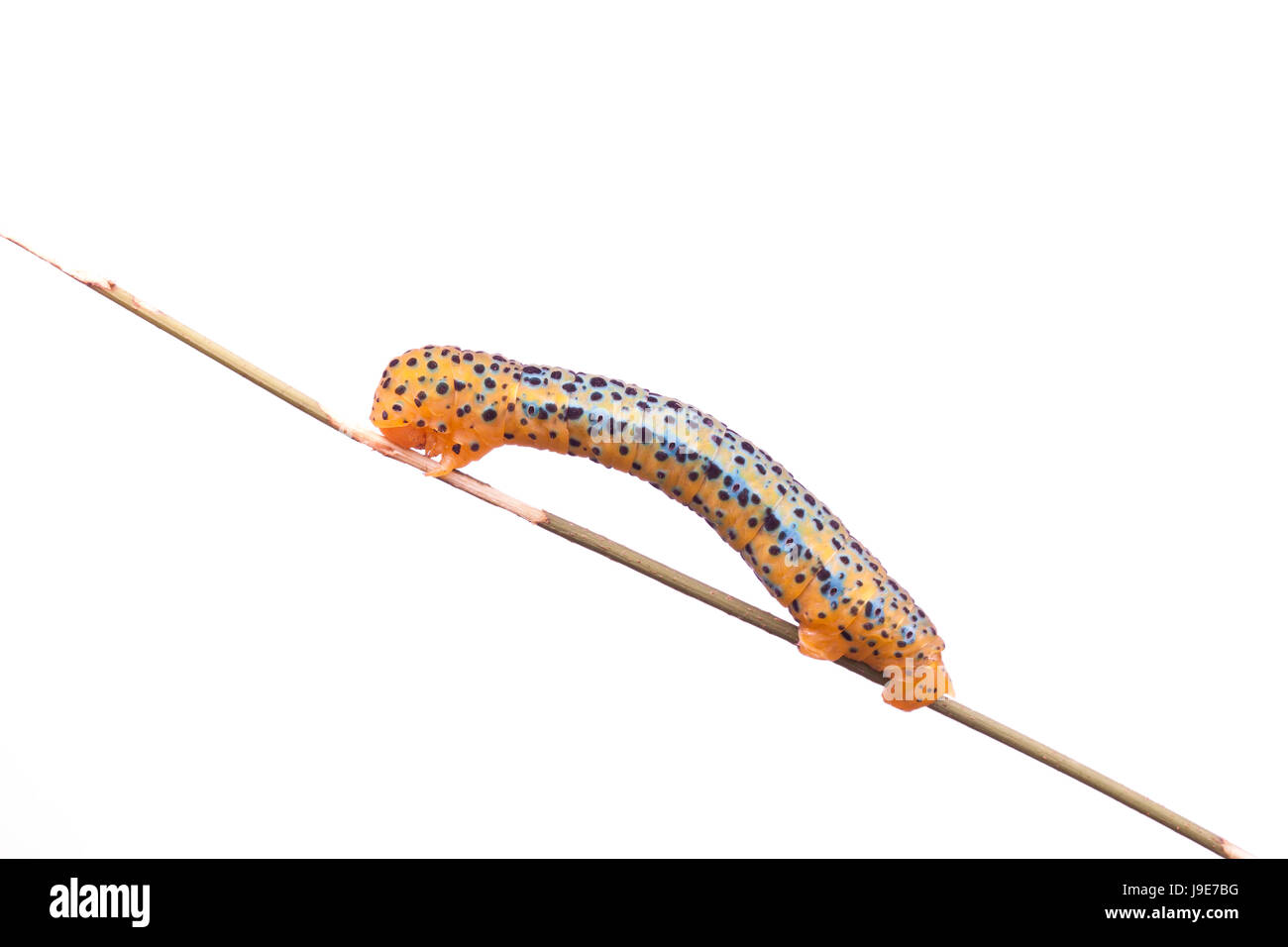 isolated, closeup, animal, wildlife, bug, larva, monarch, worm, macro