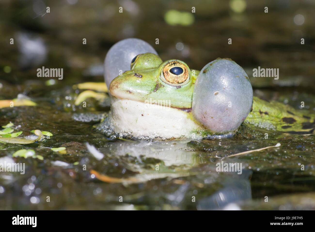 Glupschaugen portrait portrt rana spiegelung teich teichfrosch tmpel
