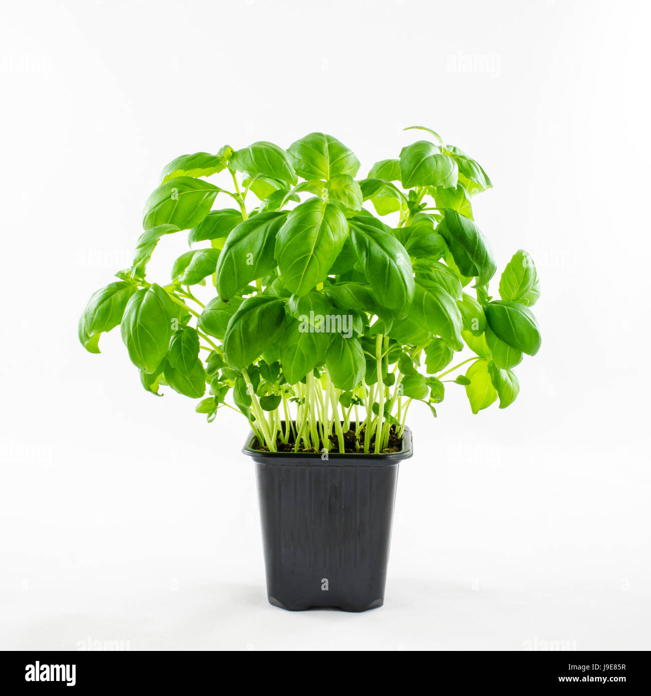 Fresh basil in pot Stock Photo Alamy
