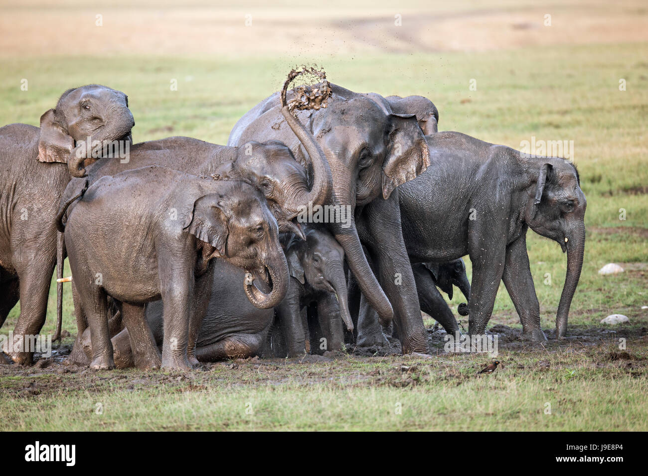 After a family bath these elephants had just emerged with glistening skins, but immediately sprayed mud over themselves. Stock Photo