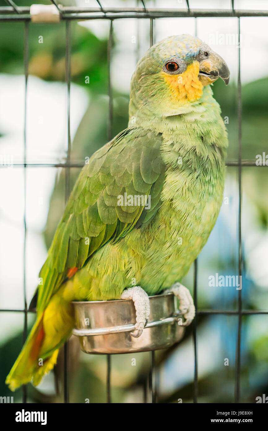 Large bird cage hires stock photography and images Alamy