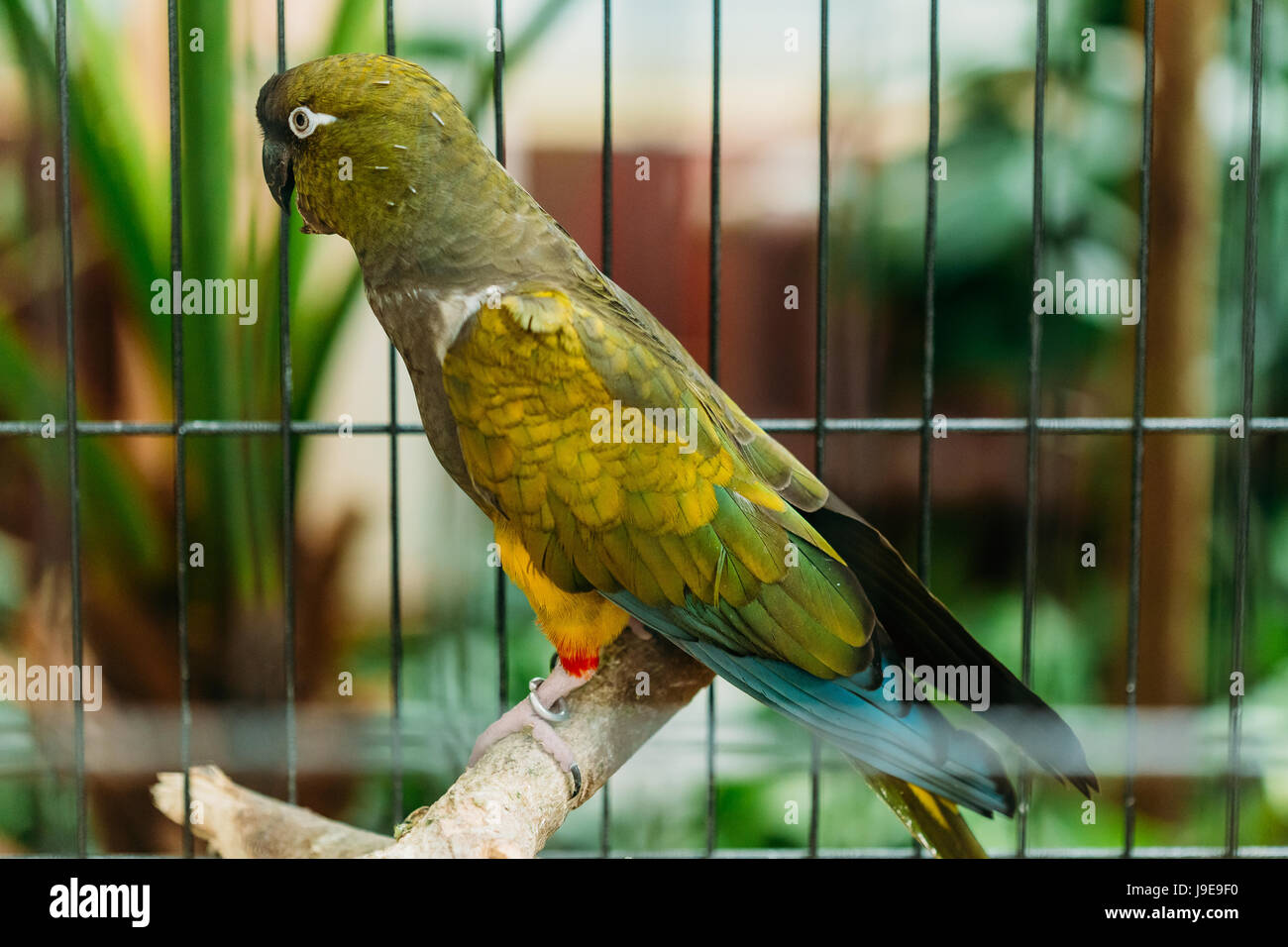 Burrowing Parrot Or Cyanoliseus Patagonus. It Is Also Known As The Patagonian Conure And Burrowing Parakeet. It Is Mainly Found In Argentina. Stock Photo