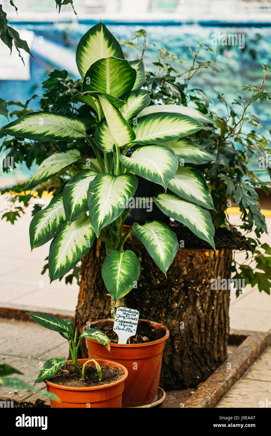Dieffenbachia Seguine Or Dumbcane, Is A Species Of Dieffenbachia Native To The Tropical Americas - from Southern Mexico, Through Central America, To N Stock Photo