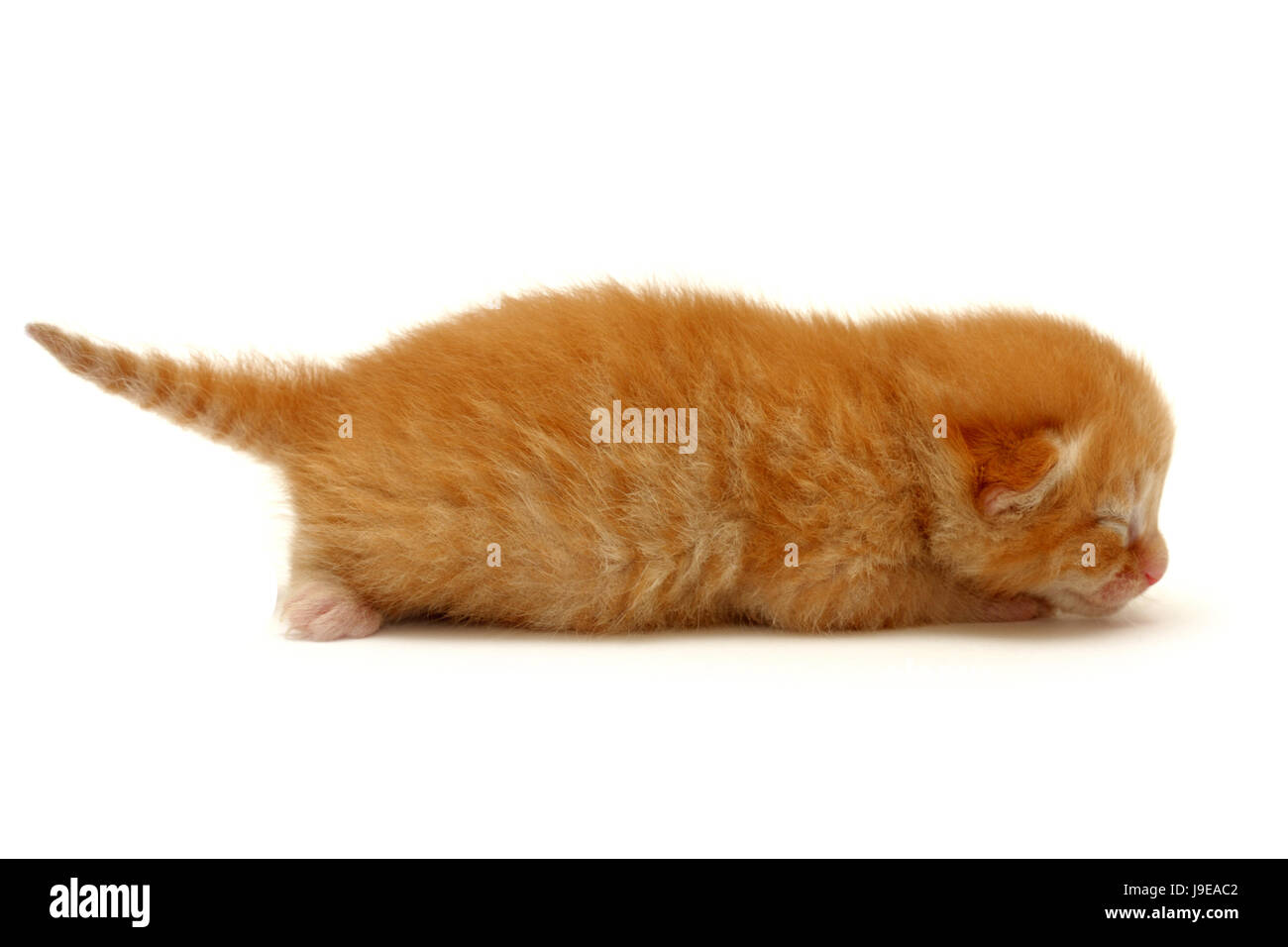 isolated, animal, small, tiny, little, short, cub, baby, cat baby ...