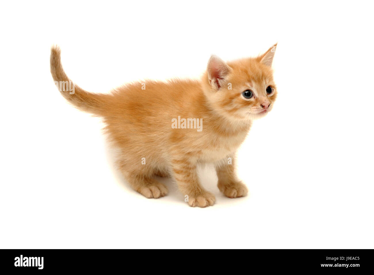 Tiny Baby Kittens Set Stock Illustration - Download Image Now