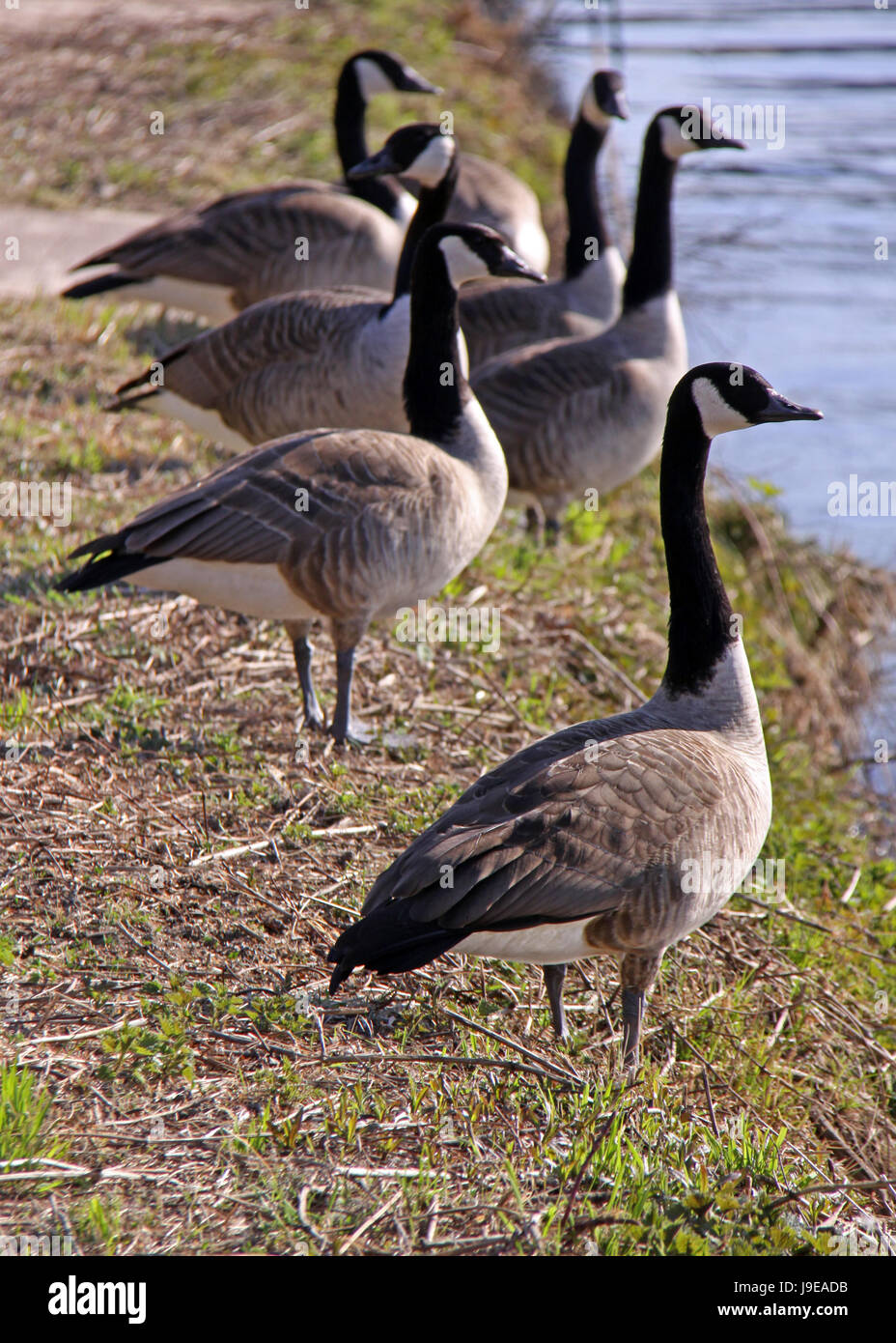 geese, poultry, brant, bank, shore, heidelberg, kanadagans, kanadagnse, branta, Stock Photo