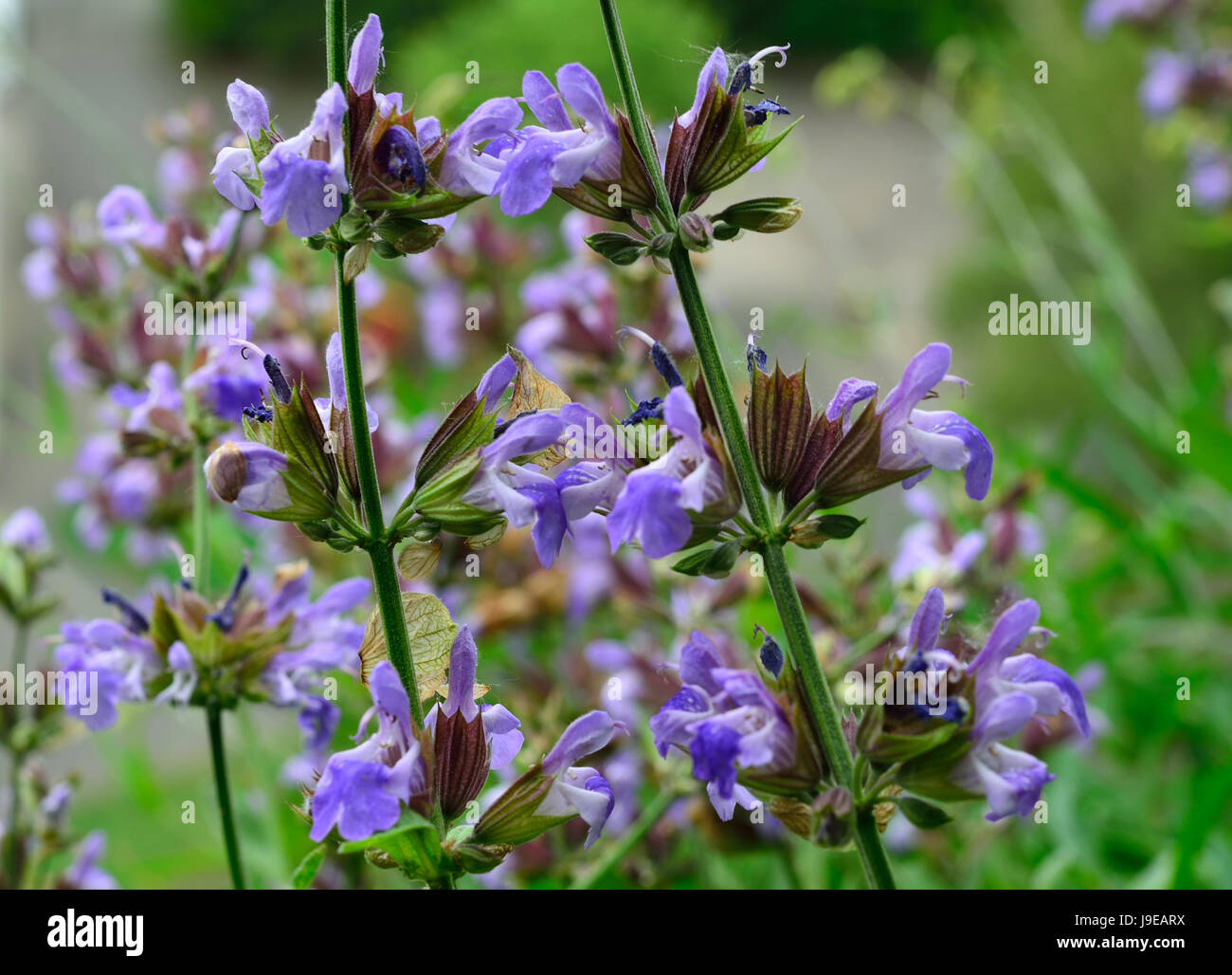 sage, medicinal plant, echter salbei, salvia, salvia officinalis