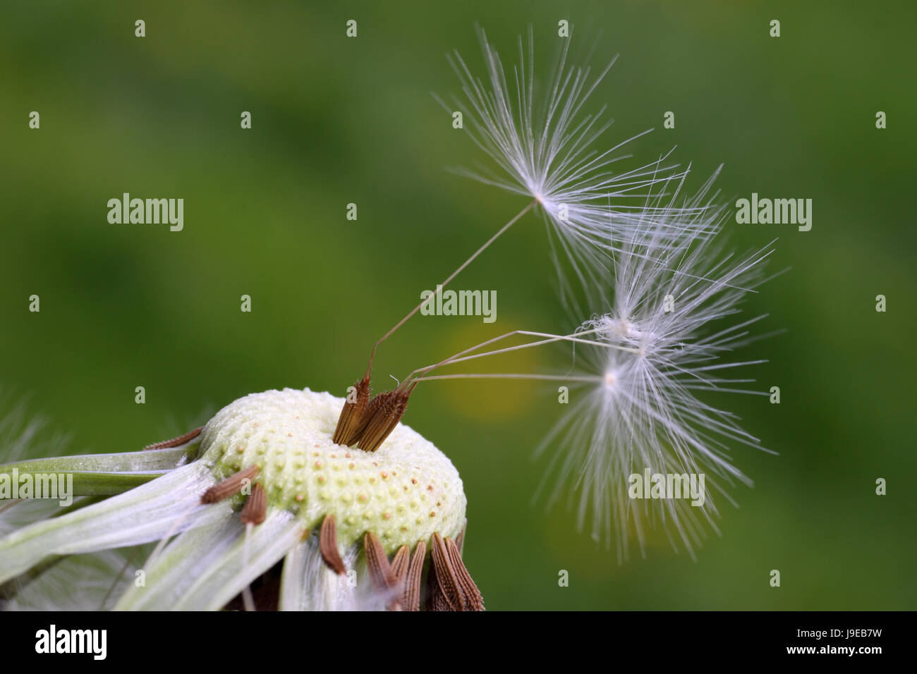 flower, plant, blowball, sperm, dandelion, nature, macro, close-up, macro Stock Photo