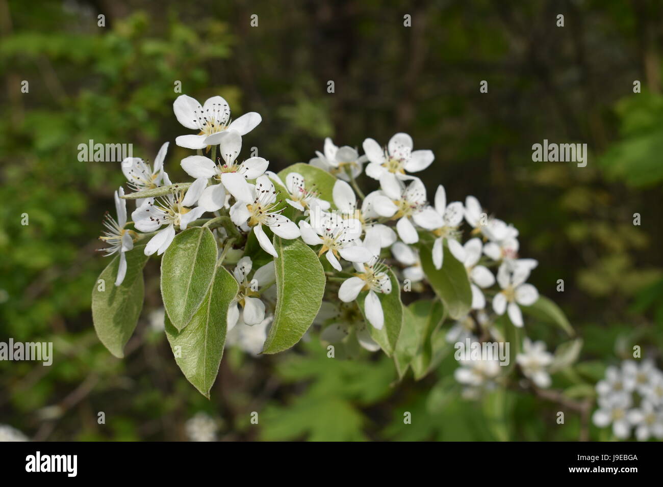Flowers in spring photographed hi-res stock photography and images - Alamy