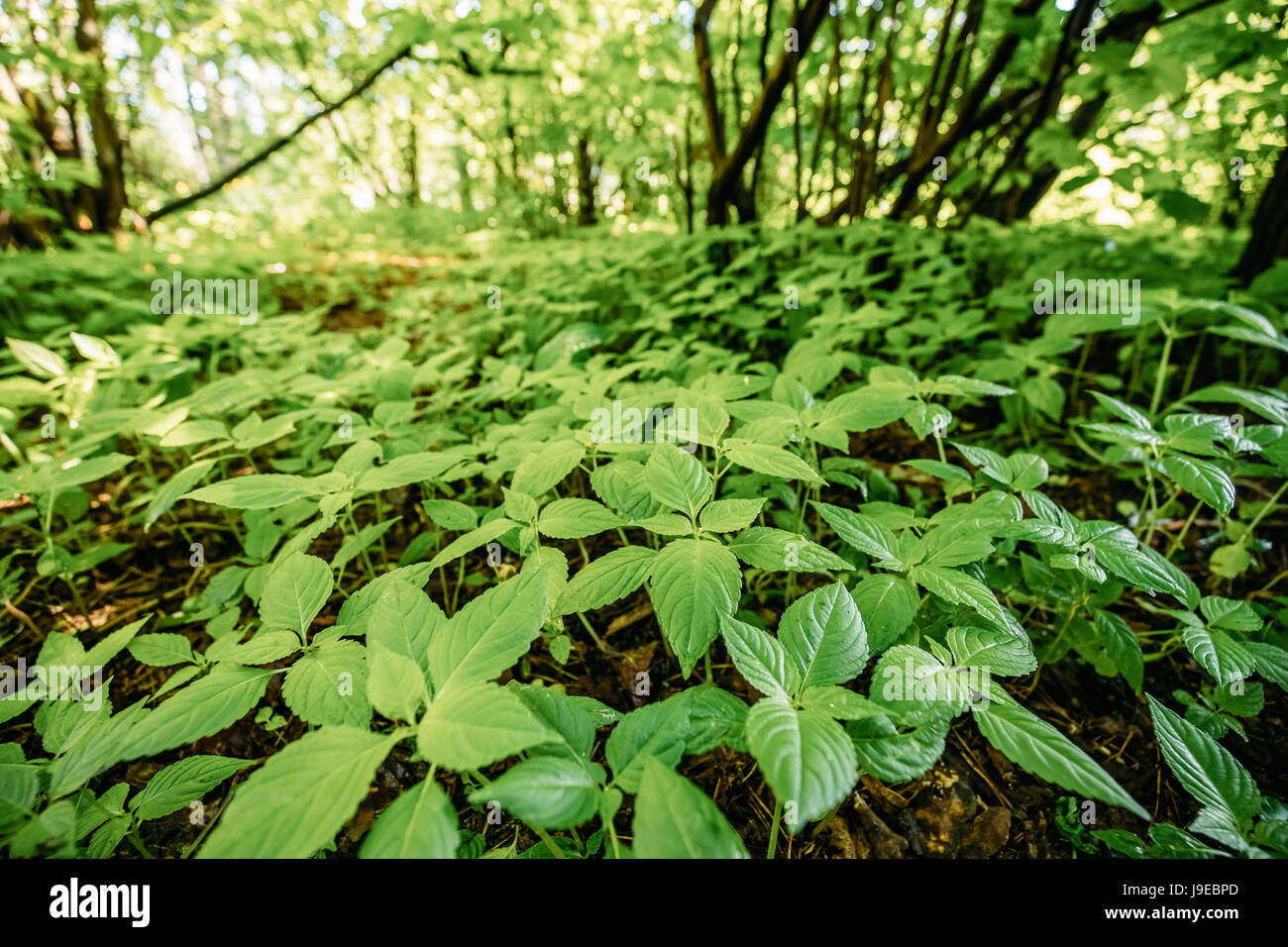 Wild Bushy Thickets Of Small-Flowered Touch-Me-Not Or Impatiens Parviflora Plant In Summer Greenwood. Trees Background. Stock Photo