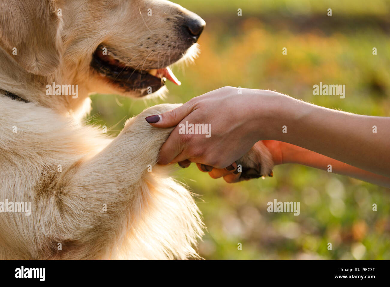 Dog giving paw to person Stock Photo Alamy
