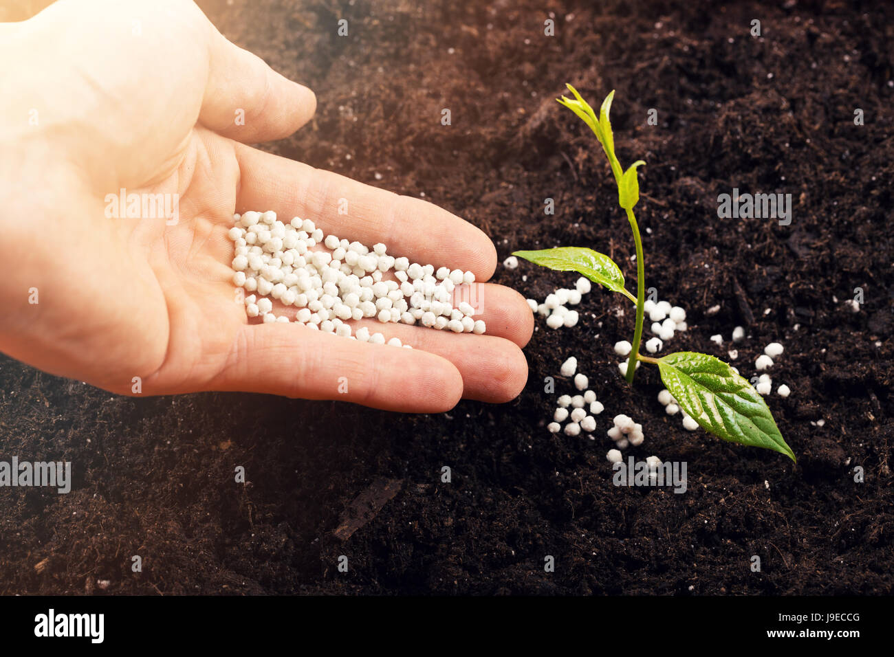 hand of a farmer giving fertilizer to new green plant in soil Stock Photo