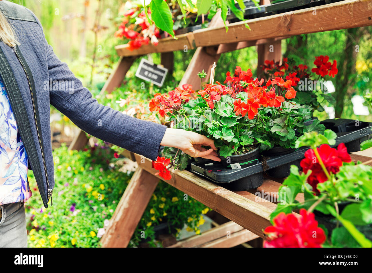 woman pick pelargonium geranium flower from shelf at garden plant