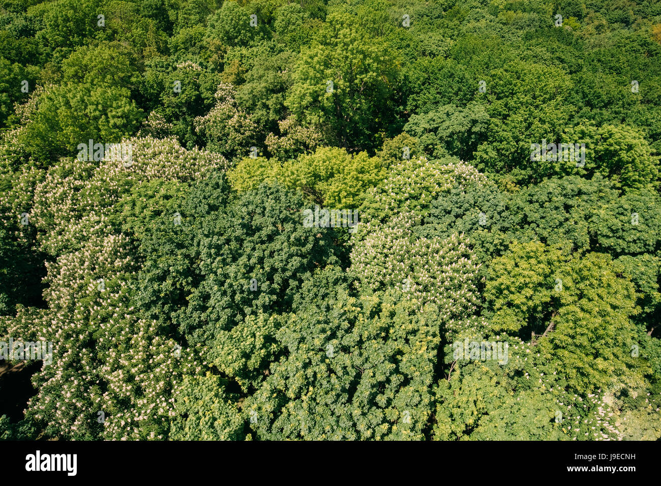 Green Natural Background Of Deciduous Forest. Top View Aerial View Landscape Of Green Crowns Trees Woods At Spring Or Summer Season Stock Photo