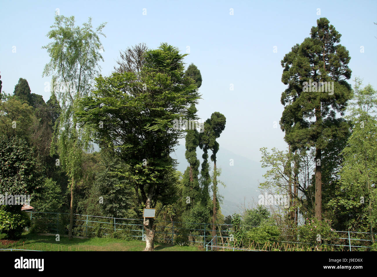 tree, trees, leaves, horizontal, border, protect, protection, watch ...