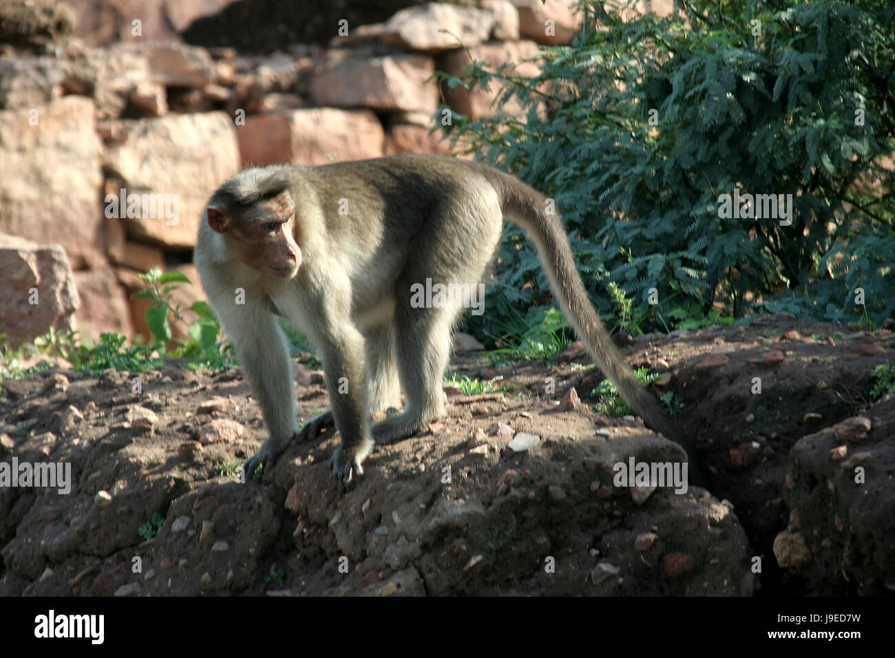 animal, fauna, monkey, watchful, look, glancing, see, view, looking ...