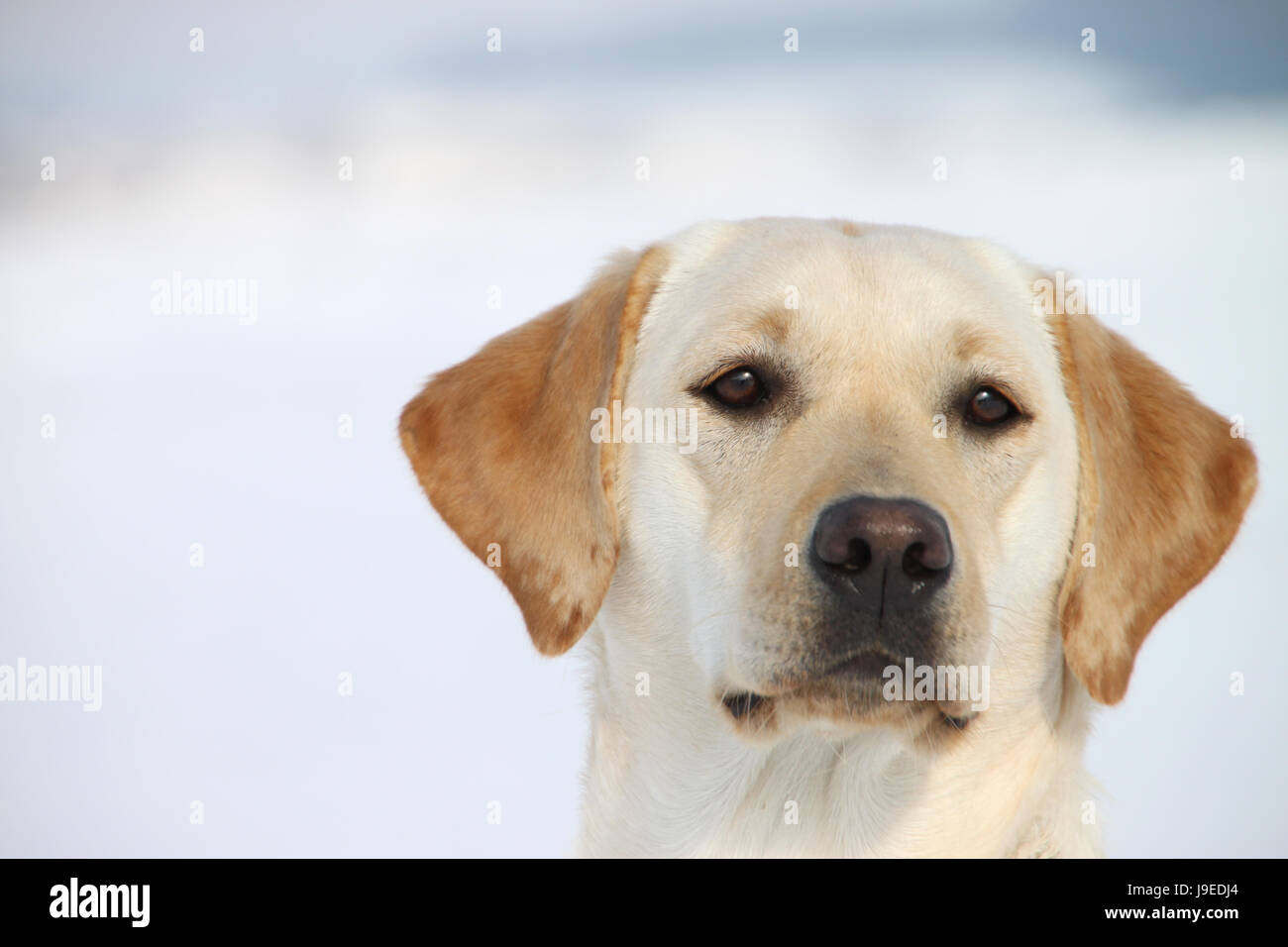 labrador retriever in the snow Stock Photo - Alamy