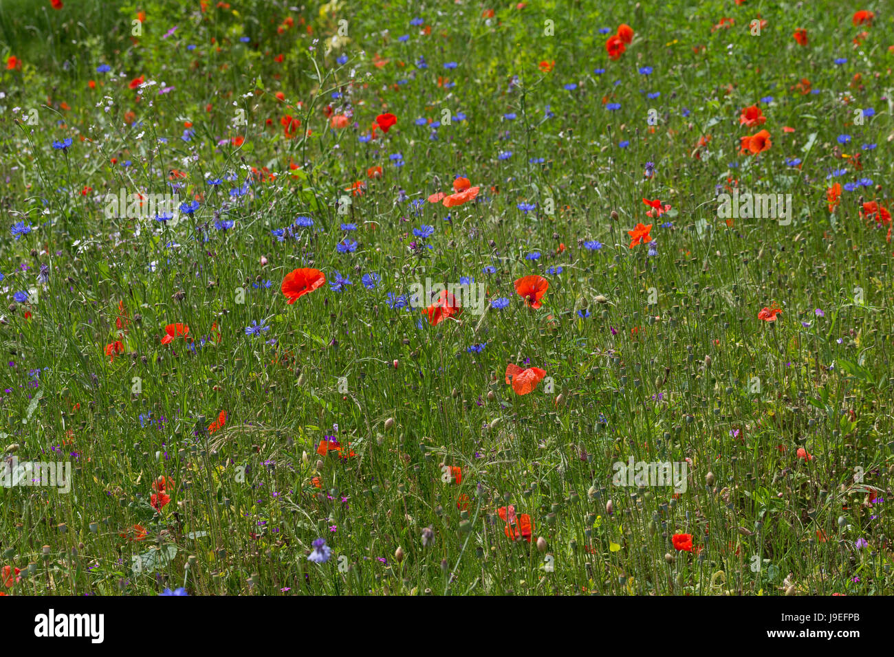 Blumenwiese, Wildblumen, artenreiche Blütenwiese, Wildblumen-Wiese, Wildkräuter-Wiese, Wildkräuter, bunte Vielfalt, mit Mohn, Kornblumen, flowerbed, f Stock Photo